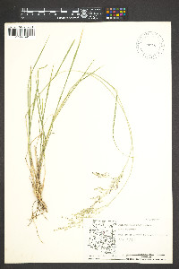 Zuloagaea bulbosa image