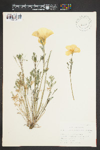 Eschscholzia californica image