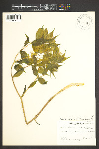 Prosartes lanuginosa image