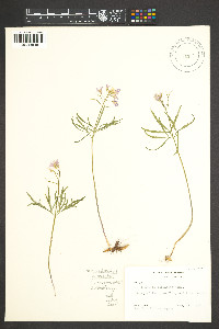 Cardamine dissecta image