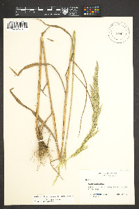 Cinna arundinacea image