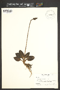 Goodyera pubescens image