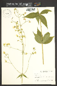 Silene stellata image