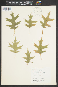 Quercus palustris image