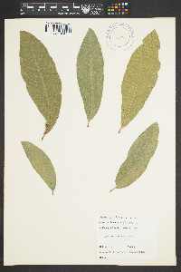 Quercus imbricaria image