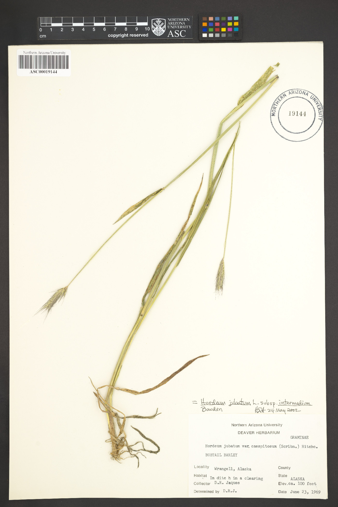 Hordeum jubatum subsp. intermedium image