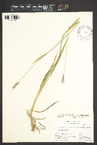 Hordeum jubatum subsp. intermedium image