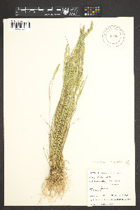 Agrostis rossiae image