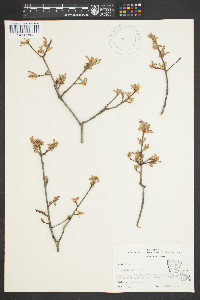 Quercus phellos image