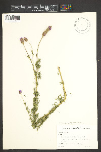 Dalea purpurea image