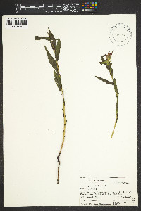 Castilleja rhexiifolia image