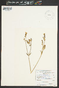 Silene latifolia image