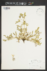 Corydalis aurea image