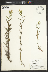 Castilleja septentrionalis image