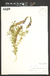 Dalea lasiathera image