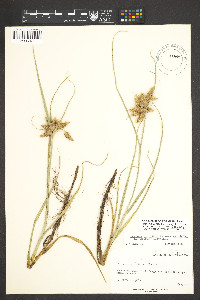 Bolboschoenus maritimus subsp. paludosus image