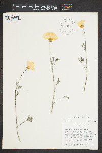 Eschscholzia californica image