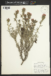 Castilleja foliolosa image
