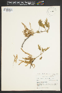 Quercus rubra var. borealis image