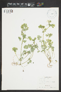 Corydalis flavula image