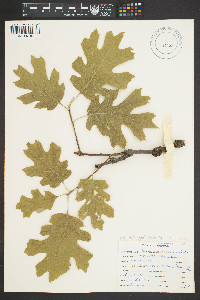 Quercus kelloggii image