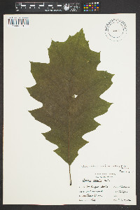 Quercus rubra var. borealis image