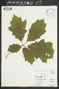 Quercus rubra var. borealis image