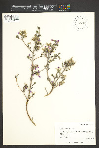 Dalea formosa image