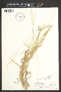 Digitaria bicornis image