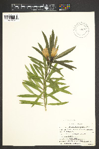 Thevetia peruviana image