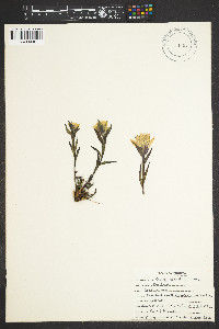 Castilleja occidentalis image