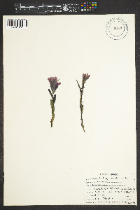 Castilleja rhexiifolia image