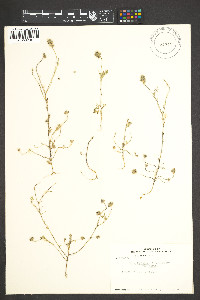 Dalea foliolosa var. foliolosa image