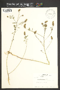 Image of Dalea cliffortiana