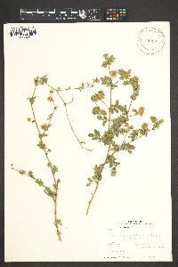 Dalea carthagenensis image