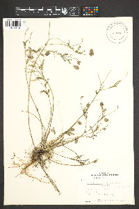 Dalea foliolosa image