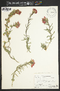 Castilleja angustifolia image