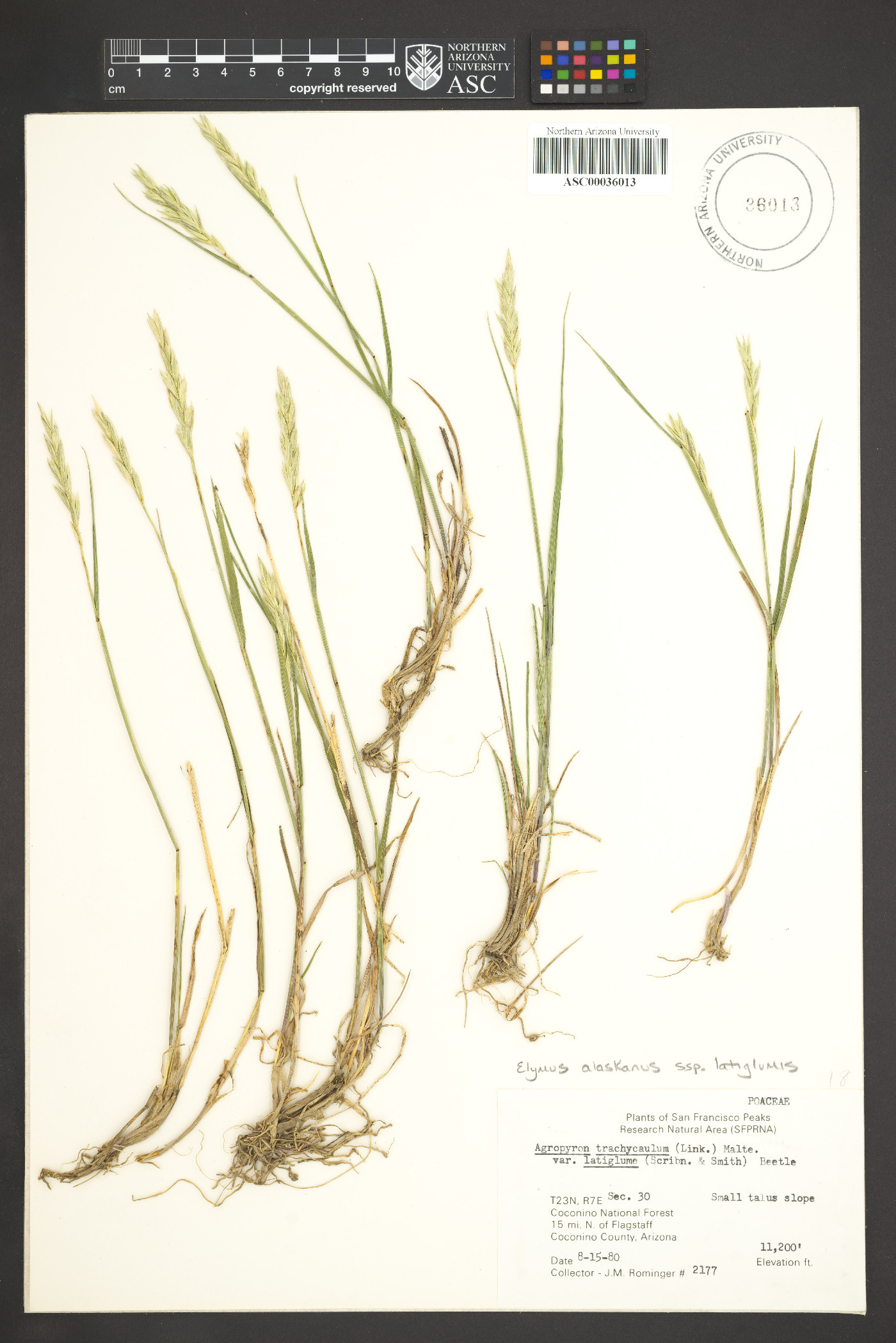 Elymus alaskanus subsp. latiglumis image