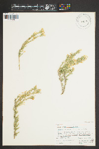 Linanthus pungens image