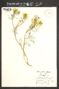 Astragalus pectinatus image