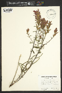 Castilleja linariifolia image