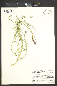 Dalea searlsiae image