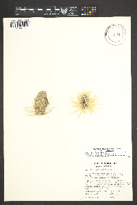Cylindropuntia fulgida image