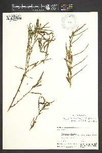 Chamaecrista nictitans var. paraguariensis image