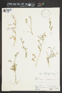 Corydalis aurea image