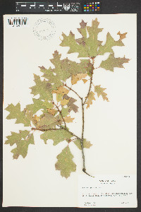 Quercus gambelii image