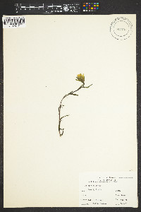 Castilleja unalaschcensis image