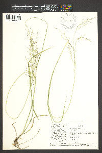 Zuloagaea bulbosa image