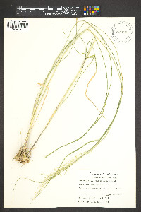 Zuloagaea bulbosa image