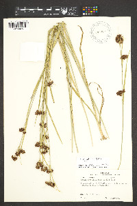 Rhynchospora globularis image